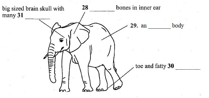 Elephant Communication IELTS Reading Passage with Answers ieltsxpress