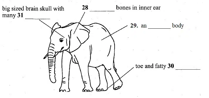 Elephant Communication Ielts Reading Passage With Answers Ieltsxpress