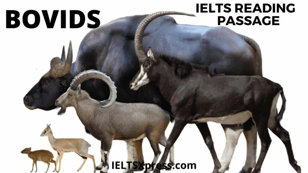 Bovids Ielts Reading Passage Answers Ieltsxpress