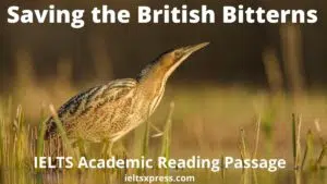 Saving the British Bitterns ielts reading
