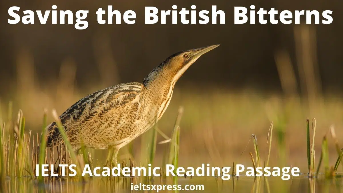 Saving The British Bitterns Ielts Reading