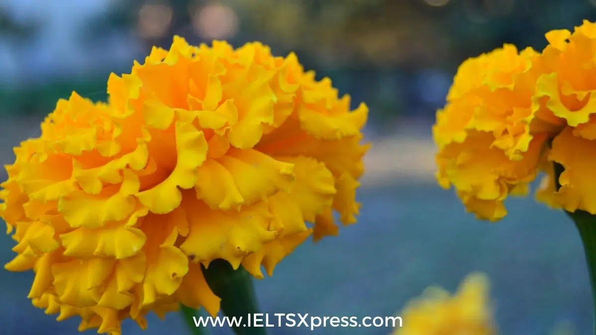 Plant Scents Ielts Reading Answers