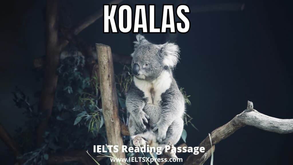 koalas ielts reading passage with answers