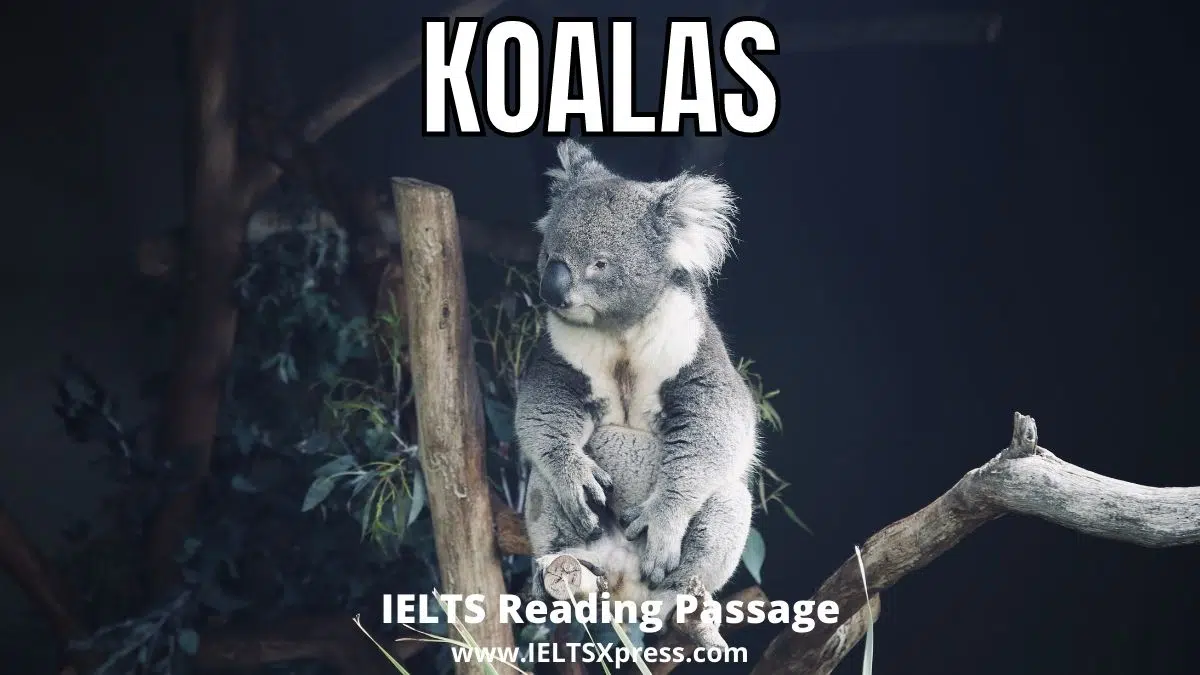 Koalas Ielts Reading Passage With Answers