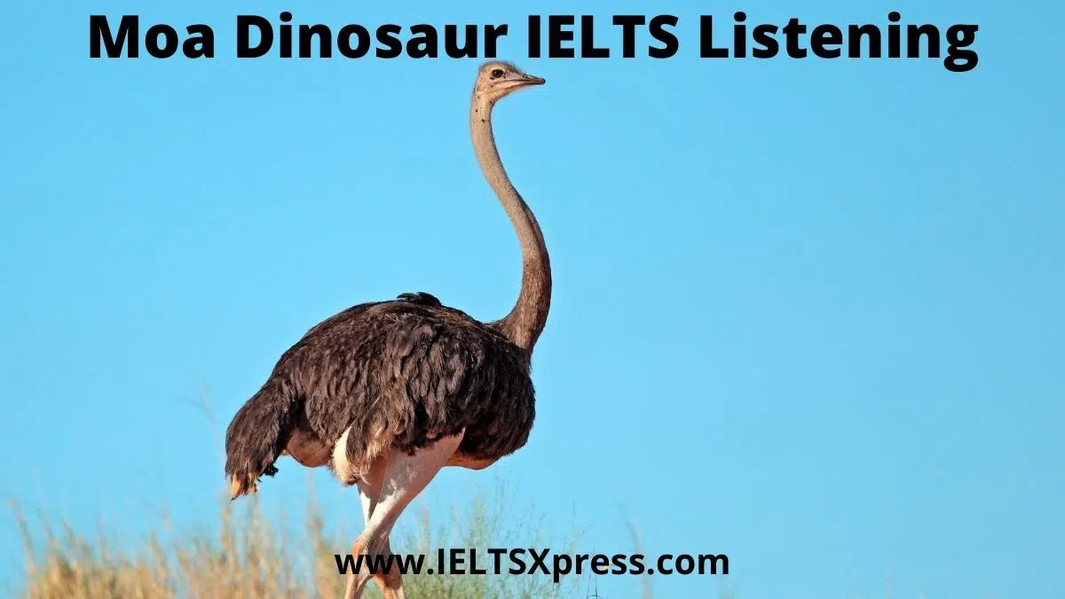 Moa Dinosaur Ielts Listening Practice Test