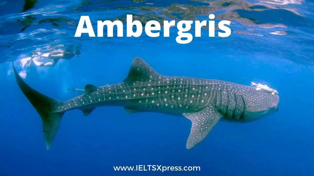 Ambergris Ielts Reading Academic With Answers