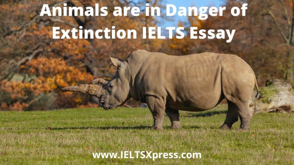 Animals are in Danger of Extinction IELTS Essay