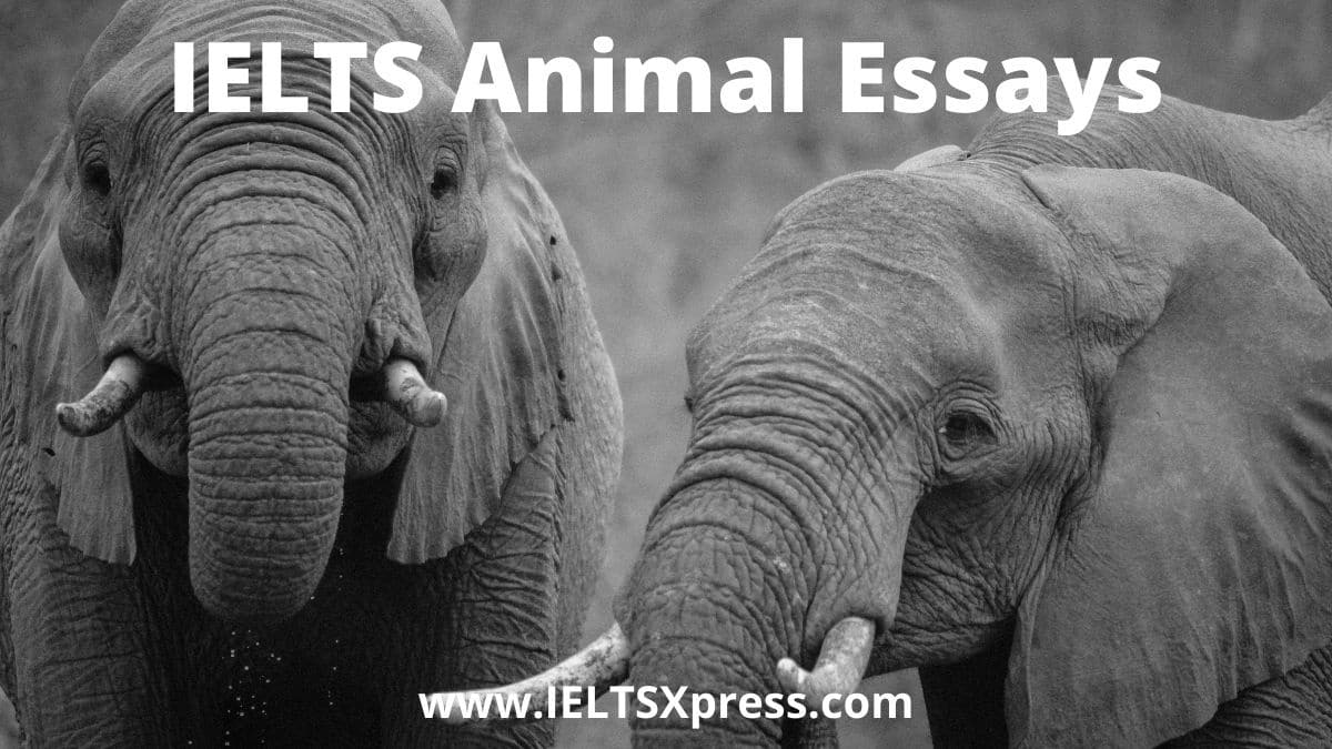 ielts essay on animal research