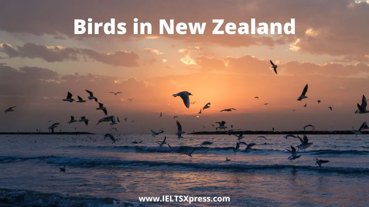 Birds In New Zealand Ielts Listening With Answers Ieltsxpress