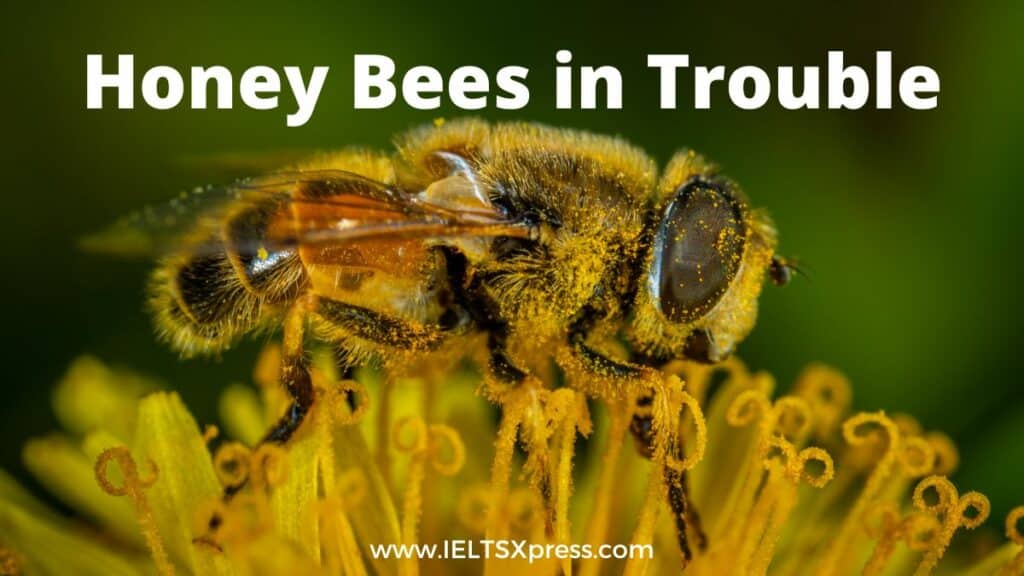 Honey Bees in Trouble ielts reading academic ieltsxpres