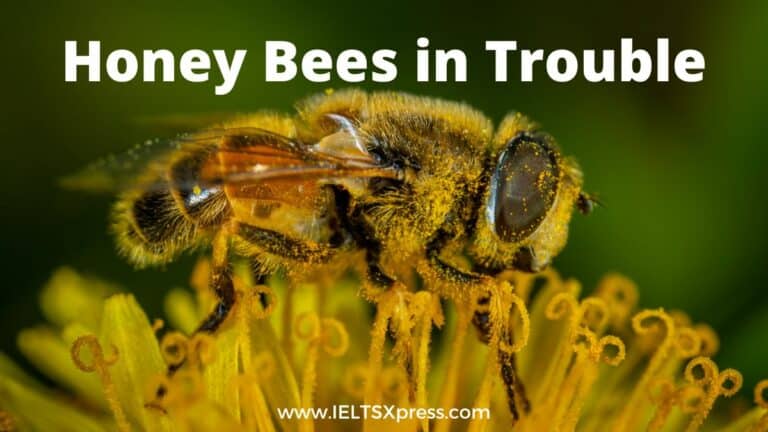 Honey Bees in Trouble IELTS Reading with Answers