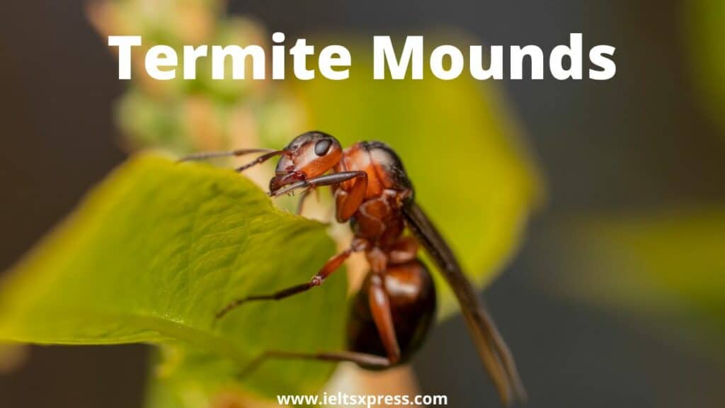 Termite Mounds ielts reading academic with answers