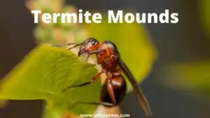 Termite Mounds ielts reading academic with answers
