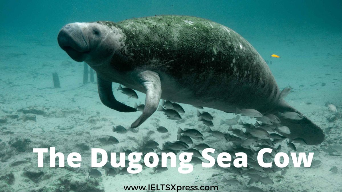 The Dugong Sea Cow ielts reading passage answers