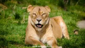 health in the wild ielts reading academic ieltsxpress
