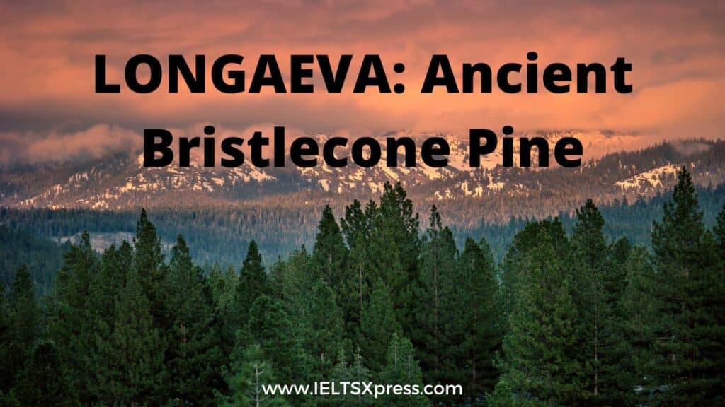 LONGAEVA Ancient Bristlecone Pine ielts reading academic ieltsxpress