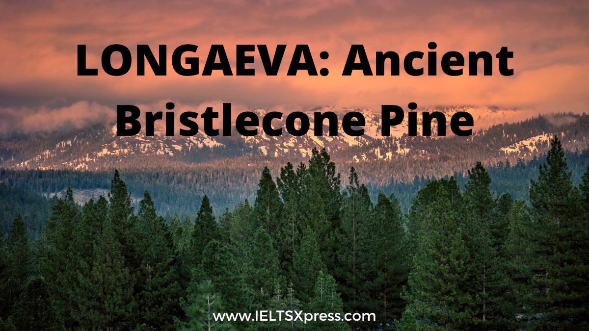 LONGAEVA Ancient Bristlecone Pine ielts reading academic ieltsxpress