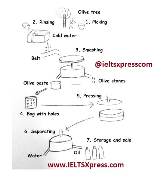 Production Of Olive Oil Ielts Process Diagram Ieltsxpress