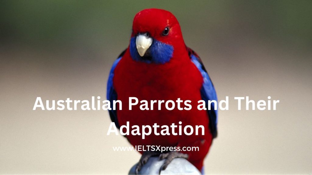 Australian Parrots and Their Adaptation