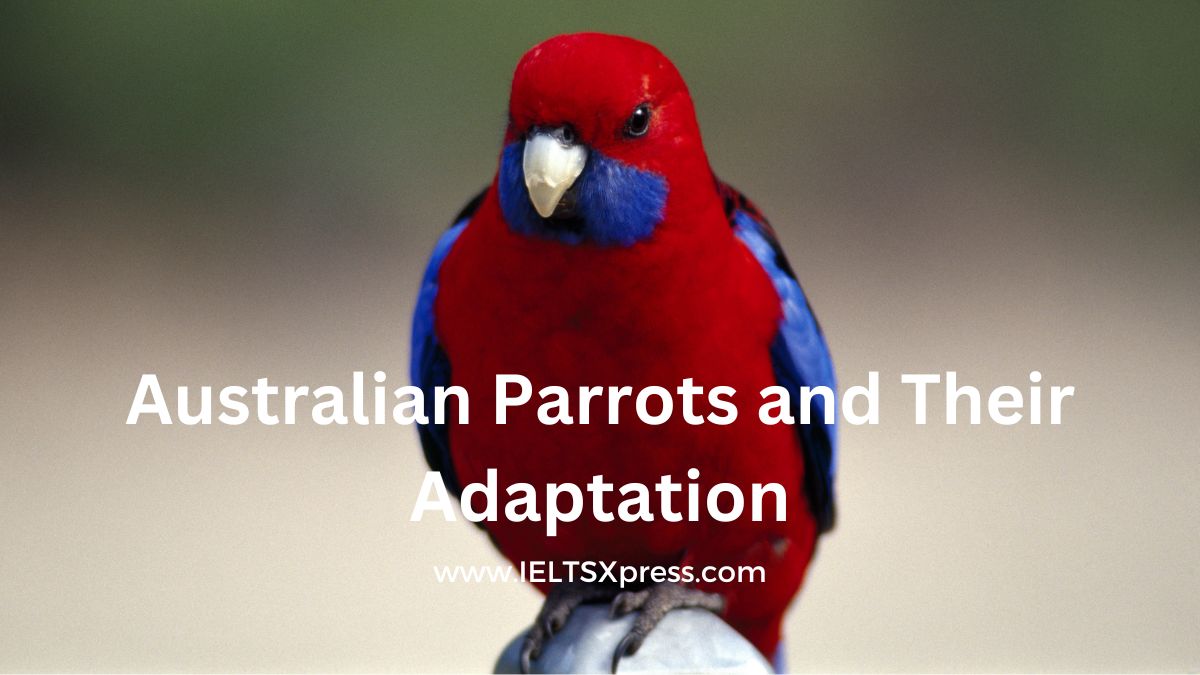 research on birds in australia ielts